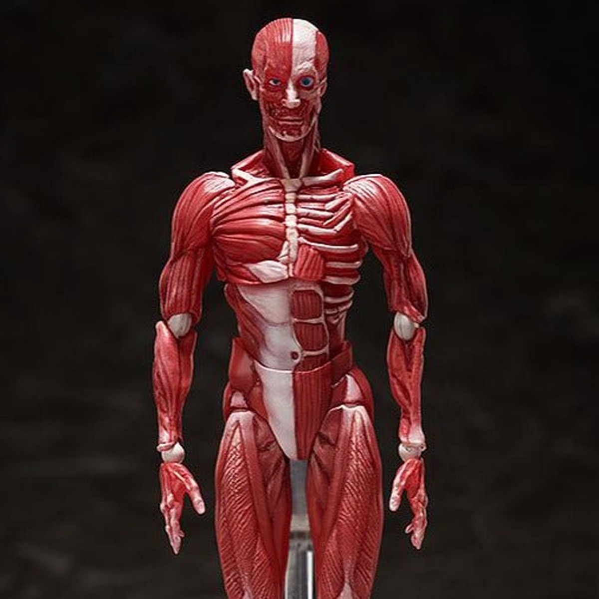 [Backorder] Figma SP-142 Human Anatomical Model